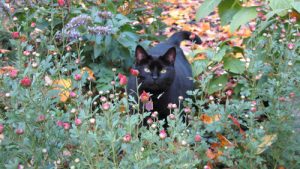 Black cat in flower bed