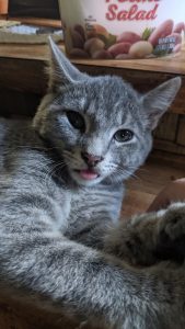 Grey cat with tongue sticking out